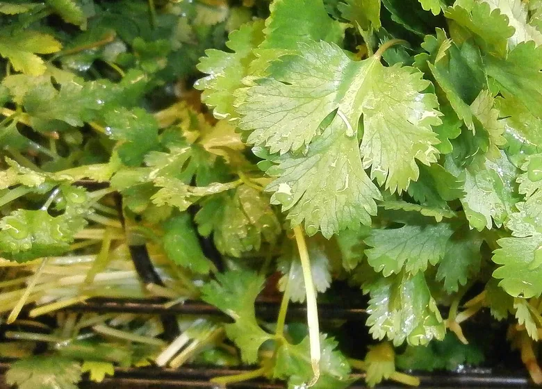 Manojo de cilantro fresco con tallos verdes